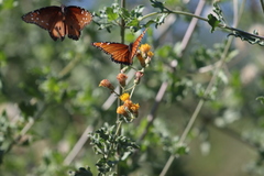 Danaus eresimus