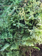 Selaginella uncinata