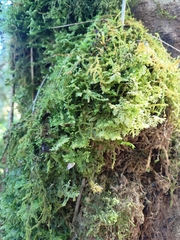 Selaginella uncinata