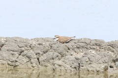 Charadrius javanicus