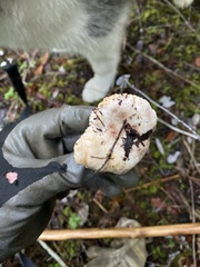 Lactarius desjardinii