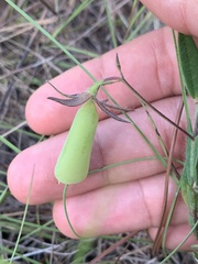 Crotalaria sagittalis