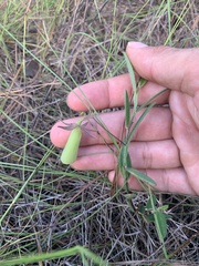 Crotalaria sagittalis