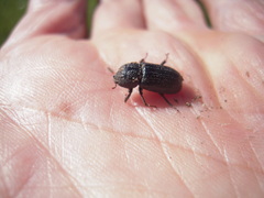 Sinodendron cylindricum