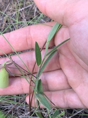 Crotalaria sagittalis