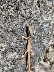 Takydromus kuehnei