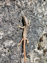Takydromus kuehnei
