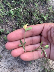 Stylosanthes biflora