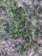 Stylosanthes biflora