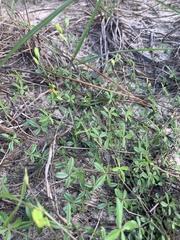 Stylosanthes biflora