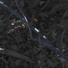 Pituophis vertebralis