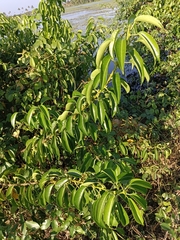 Excoecaria agallocha