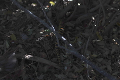 Pituophis vertebralis