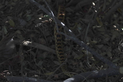Pituophis vertebralis