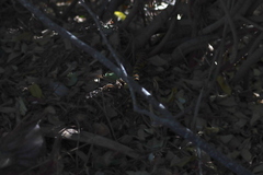 Pituophis vertebralis