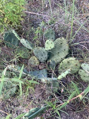 Opuntia mesacantha