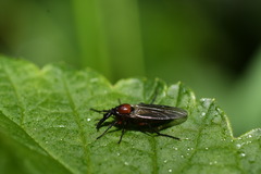 Dilophus nigrostigma