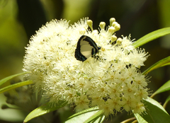 Psychonotis caelius