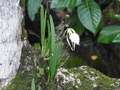 Brassavola nodosa