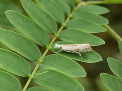 Culladia hastiferalis