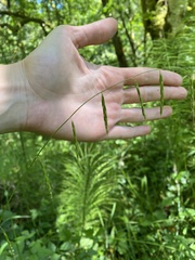 Pleuropogon refractus