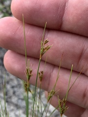 Bulbostylis ciliatifolia