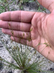 Bulbostylis ciliatifolia