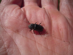 Sinodendron cylindricum