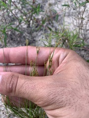 Bulbostylis ciliatifolia