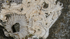 Galeolaria caespitosa