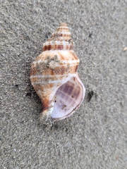 Austrofusus glans