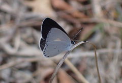 Candalides xanthospilos