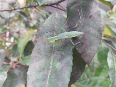 Orthodera ministralis