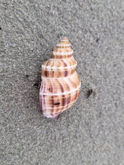 Austrofusus glans