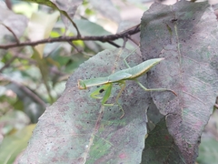 Orthodera ministralis