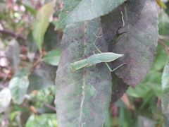 Orthodera ministralis