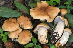 Phlegmacium luteocingulatum