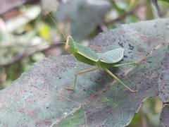 Orthodera ministralis