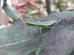 Orthodera ministralis