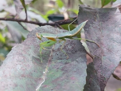 Orthodera ministralis