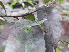 Orthodera ministralis