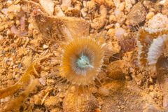 Palythoa mutuki