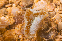 Palythoa mutuki