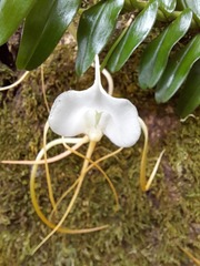 Angraecum conchoglossum image