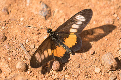 Acraea penelope