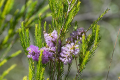 Melaleuca diosmatifolia