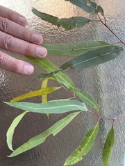 Corymbia clarksoniana