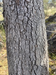 Corymbia clarksoniana