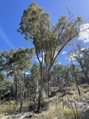 Corymbia clarksoniana