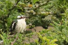 Chrysococcyx caprius